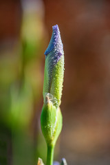 Naklejka premium dew drops on closed purple iris bud in sunshine at garden, summer concept 