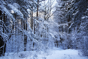 beautiful snowy forest and empty road