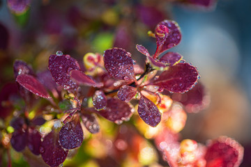 dew drops on beautiful red leaves in sunshine at garden, summer concept  
