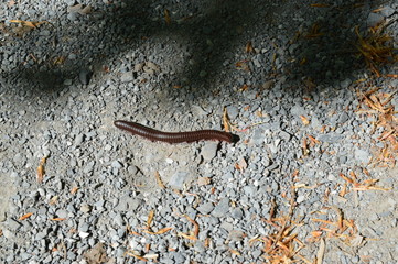 millipede on the ground