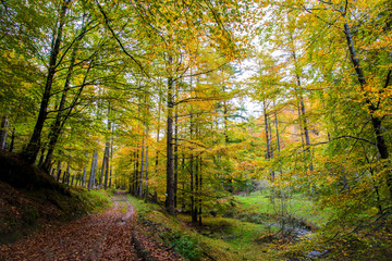 path in autumn forest