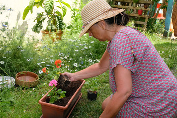 Femme rempotant des plants de géraniums