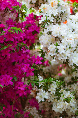 pink and white flowers