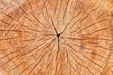 cracked slice of wood top view close up