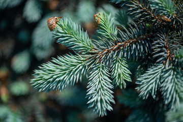 blue spruce branches on blurred background, close view 