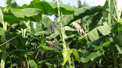 green lizard in the garden