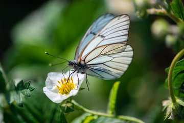 Obraz na płótnie Canvas beautiful butterfly on white flower in sunshine on blurred natural background, close view 