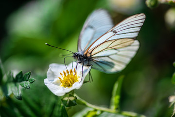 beautiful butterfly on white flower in sunshine on blurred natural background, close view 