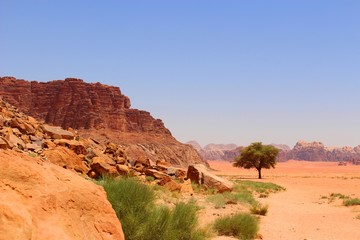 Vegetation in Wadi Rum 