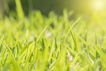 abstract spring background or summer background with fresh grass