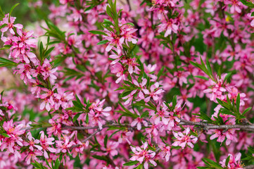 Fototapeta premium Pink blossoms of a sea-buckthorn bush in the spring. Sea-buckhorn or seaberry (Hippophae rhamnoides) can be used as food, in traditional medicine, and for skin treatment. Flowers and background
