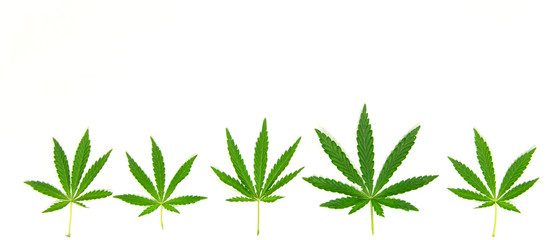 Cannabis leaves on a white background.Banner