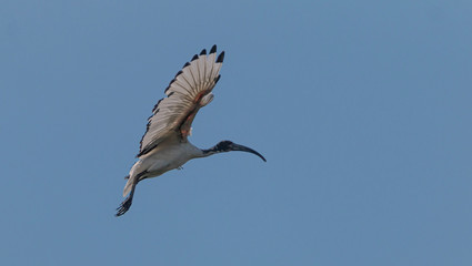 African sacred ibis