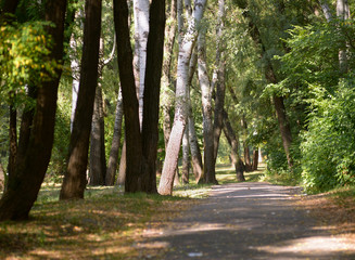 Shady lane, paved path way in the city park, sun rays through branches of trees