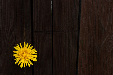 Dandelion flower. Yellow flower on wooden background