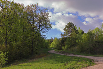 Obraz premium The winding descent of a country road in the forest on a spring day against a background of blue sky and clouds.
