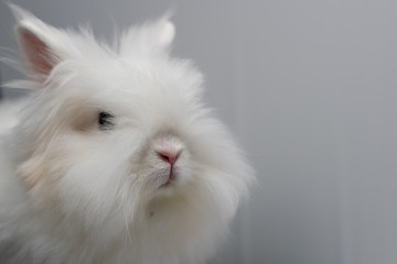 white rabbit on a white background