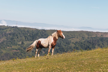 Brown and white horse in a meadow of a hill. Livestock, farming and nature