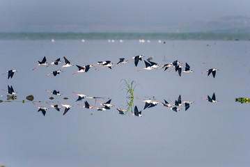 Reflection of Black-winged stilt