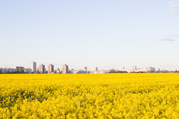 View of the city from a blooming rapeseed field against the evening sky