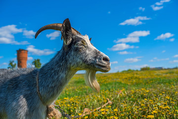 A goat grazes on a field of dandelions. Photographed close-up on a background of the sky.