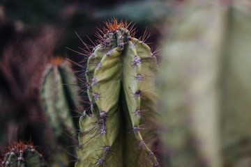 Cactus on black background