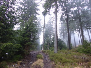 A mystery forest in Germany, Harz