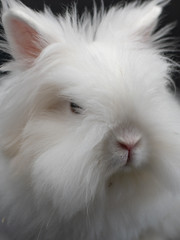 white rabbit on black background in close-up