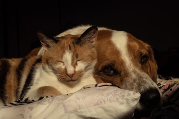 Dog and cat relax in bed