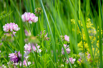 Obraz na płótnie Canvas Meadow flowers in summer on a sunny day. Carpet of meadow flowers.