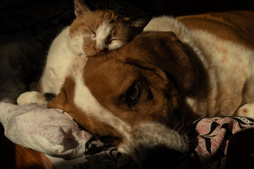 Dog and cat relax in bed
