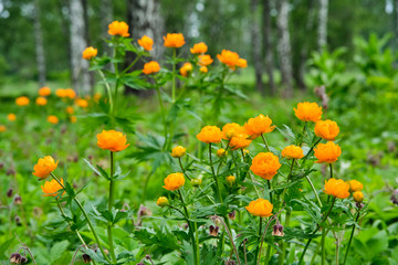 Wild natural Trollius Asiaticus in a summer forest on a background of greenery. Orange wild flowers in a wild meadow.
