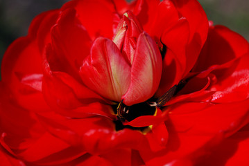 red tulip macro