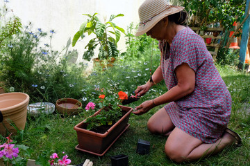 Woman potting geranium plants | Femme rempotant des plants de géraniums