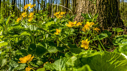 Knieć błotna, kaczeniec, kaczyniec, kaczyniec błotny (Caltha palustris L.)