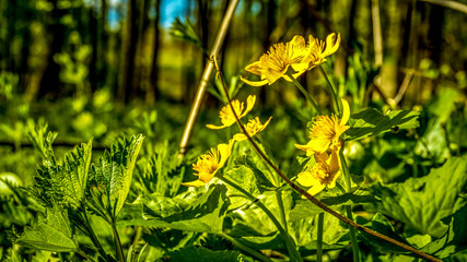 Knieć błotna, kaczeniec, kaczyniec, kaczyniec błotny (Caltha palustris L.) © Franciszek