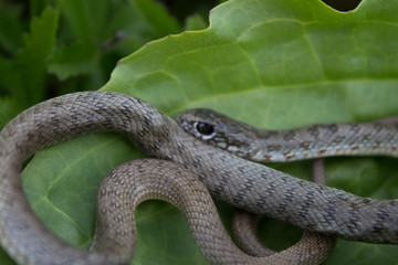 Snake in green leaves crawls on the grass. Snake in its natural habitat, snake life, life cycle