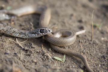 A snake creeps around the garden, curled up in a circle and looks at the camera. Pattern on body of snake, eye of snake