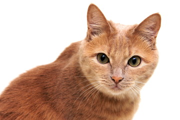 Red cat carefully and warily looks directly at the camera.