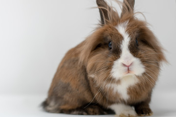 rabbit on a white background