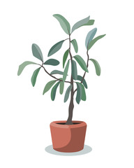 Indoor tree plant vector. Greenery for the flat design interior decoration. Front, side view