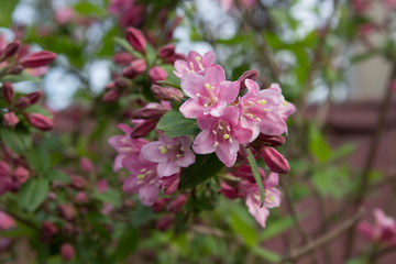 Pink flowering decorative shrub and tree WEIGELA FLORIDA.
