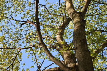 Fototapeta na wymiar tree with bright blue sky
