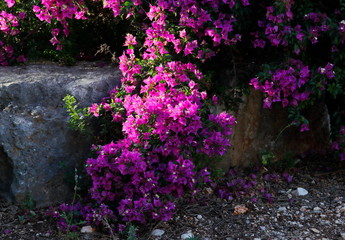 Fototapeta na wymiar Bugenwilleya flowers in the garden