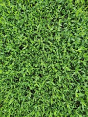 Green grass texture, grass on the field
