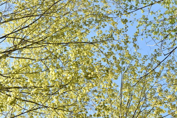golden leaves against blue sky