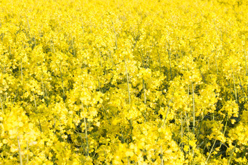 Blooming rapeseed field in the light of the evening sun