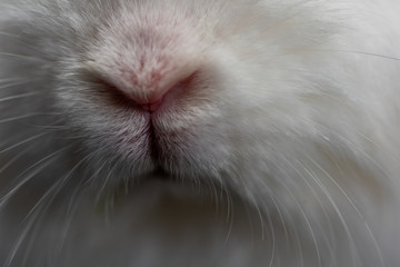 white rabbit nose in close-up