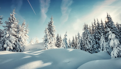 Splendid Alpine scenery in winter. Fantastic frosty morning in forest. snow-cowered pine trees under warm sunlight. Fantastic mountain highland. Amazing winter background. Wonderful Christmas Scene.