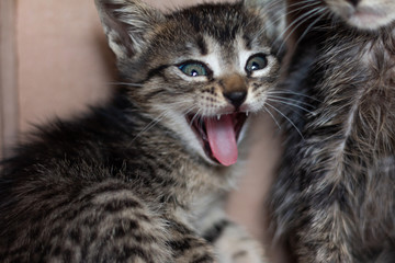 Soft kitty, hungry kitty, little kitty